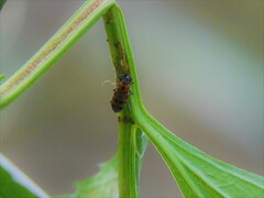 Rhodobaenus quinquepunctatus