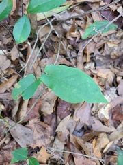 Bignonia capreolata