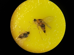 Elaphropeza ephippiata