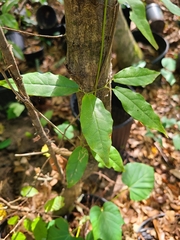 Bignonia capreolata