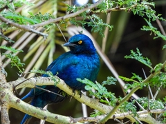 Lamprotornis chalybaeus
