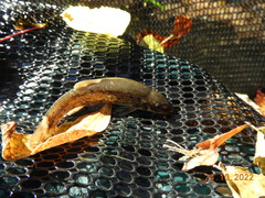 Rhinichthys cataractae