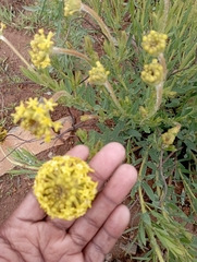 Lasiosiphon kraussianus