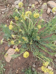 Lasiosiphon kraussianus