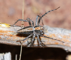 Oxyopes