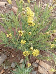 Lasiosiphon kraussianus