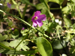 Oxalis