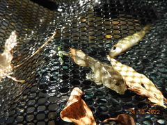 Cottus