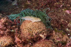 Gobius incognitus