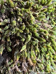 Orthotrichum anomalum