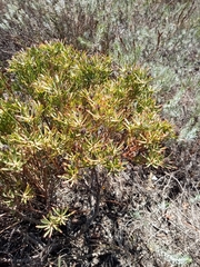 Leucadendron modestum