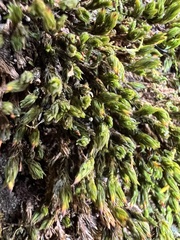 Orthotrichum anomalum