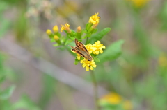 Hylephila phyleus