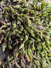 Orthotrichum anomalum