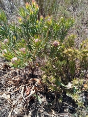 Leucadendron modestum
