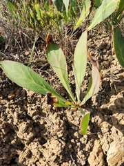 Protea acaulos