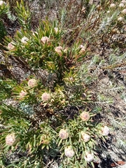 Leucadendron modestum