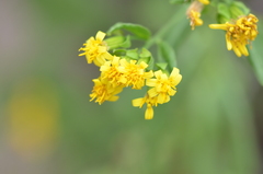 Trixis inula