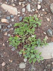 Pelargonium alchemilloides