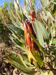 Protea burchellii