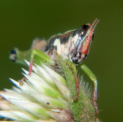 Litothericles marginatus