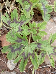 Pelargonium alchemilloides
