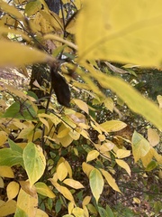 Calycanthus floridus
