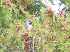 Poecile hudsonicus