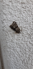 Callopistria latreillei