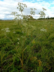 Ostericum palustre