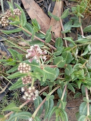 Asclepiadinae