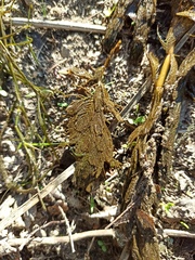 Myriophyllum spicatum