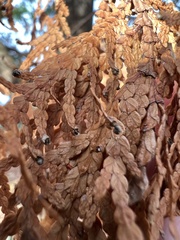 Pestalotiopsis funerea