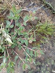 Asclepiadinae