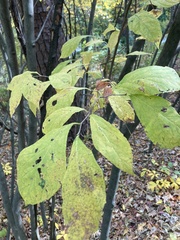 Styrax grandifolius