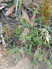 Asclepiadinae