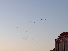Sturnus vulgaris