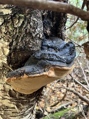 Phellinus