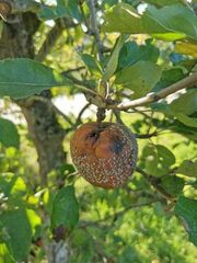 Monilinia fructigena