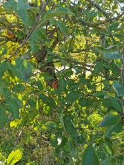 Monilinia fructigena