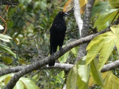 Molothrus oryzivorus