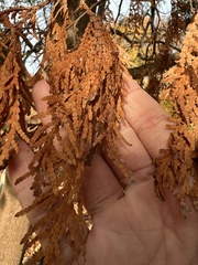 Pestalotiopsis funerea