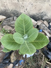 Calotropis procera