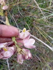Eulophia aculeata huttonii