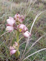 Eulophia aculeata huttonii