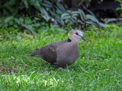 Streptopelia semitorquata