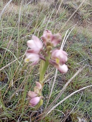 Eulophia aculeata huttonii