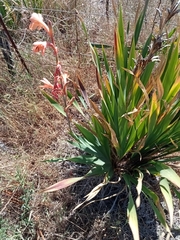 Watsonia meriana