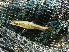 Rhinichthys cataractae