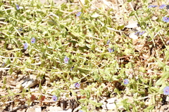 Lysimachia arvensis caerulea